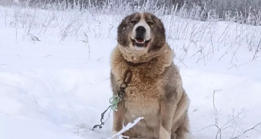 Зооволонтер из Кировской области спасла умирающего в заснеженном поле алабая