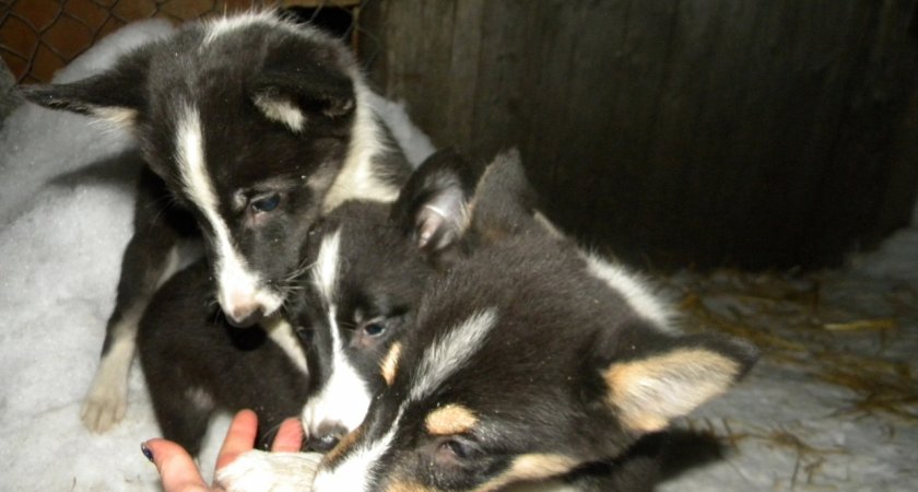  В Кирово-Чепецком районе пройдет отлов домашних животных без владельцев