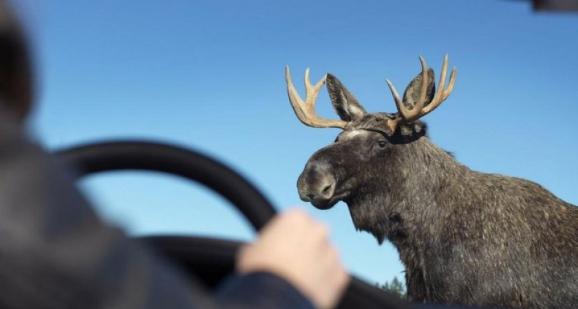 Два лося в Кирово-Чепецком районе решили перебежать Казанский тракт