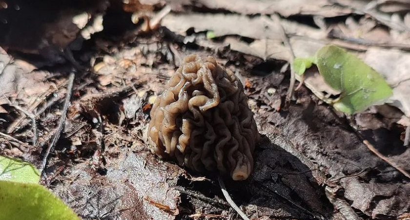 В Чепецком районе появились первые грибы