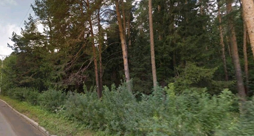В Кирово-Чепецке в Комсомольском парке пройдет вырубка деревьев 