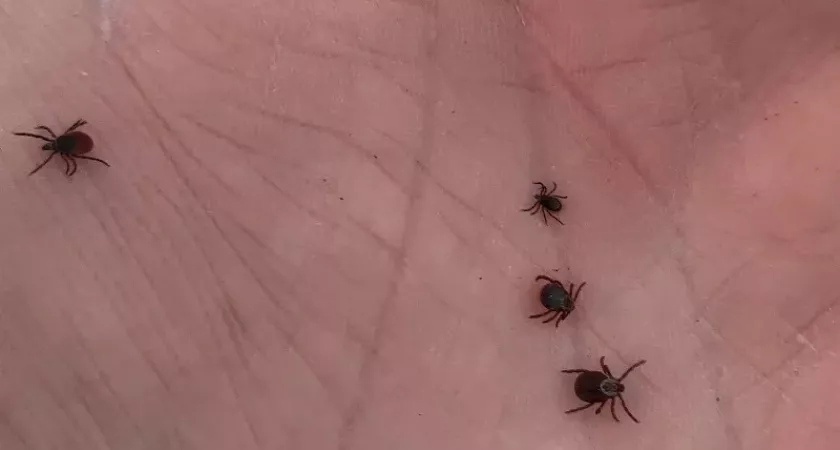 За неделю более трех тысяч жителей Кировской области пострадали от клещей