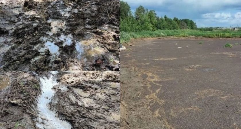 Гибнут раки и рыбы: в одну из рек Кировской области сбросили навозные стоки