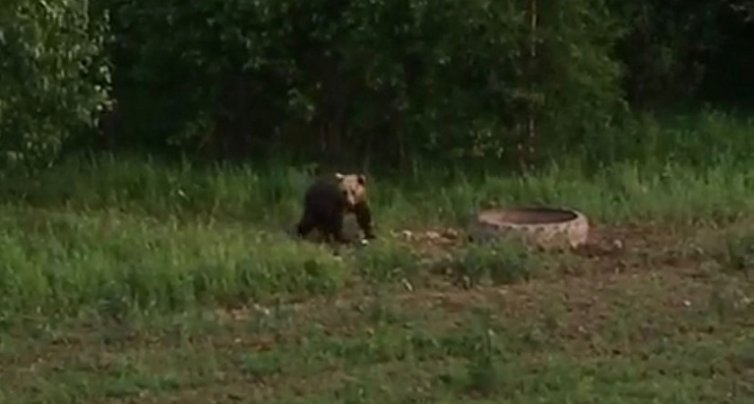 В Кировской области занялись поисками медведя, напавшего на женщину