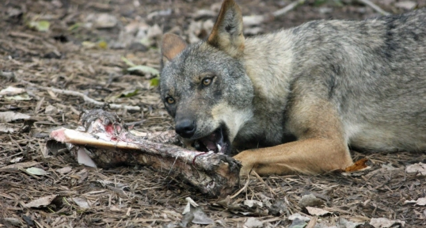 Охотникам из Кировской области напомнили о денежных выплатах за добычу волков 
