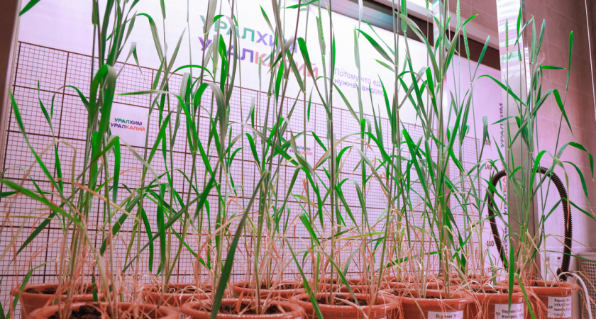 В филиале "КЧХК" началась реконструкция узла приема-передачи фосфорной кислоты