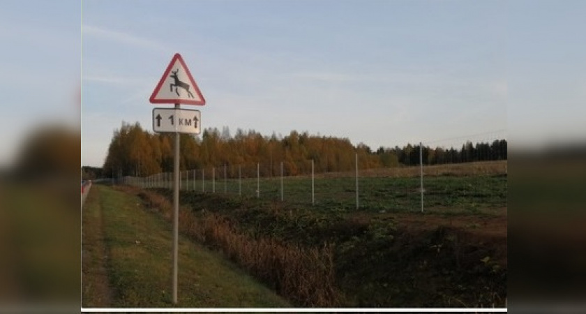 "Спасают жизни людям и животным": ограждения вдоль трасс установили в Кировской области