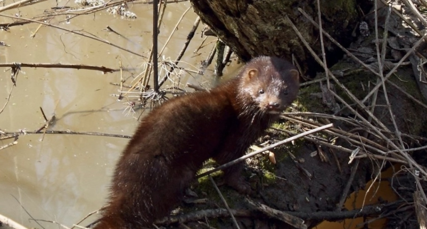 На территории Кировской области открылась охота на семь видов животных 