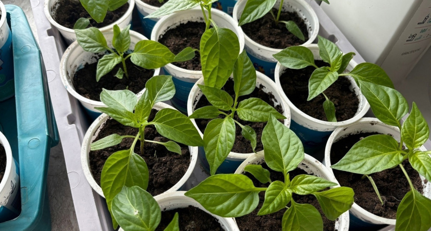 Всего чайная ложка и помидоры попрут гроздьями: бабушкин способ, который всегда работает