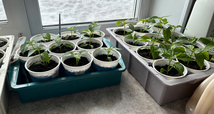 Одна чайная ложка и помидоры попрут гроздьями: бабулин способ, который всегда работает