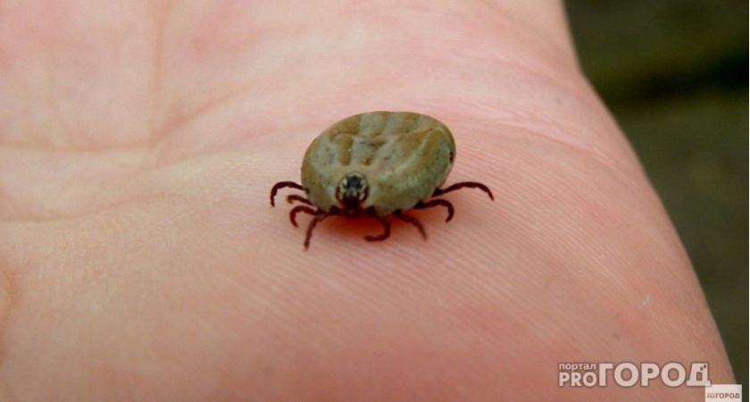 Клещи терпеть не могут этот запах: стоит копейки, а защищает в сто раз лучше магазинного аэрозоля