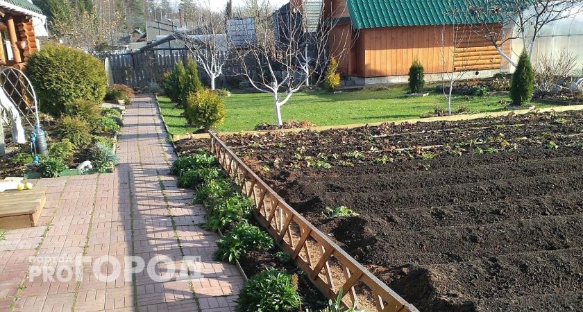 Это популярное у садоводов растение запретили выращивать: россияне в шоке из-за новых правил