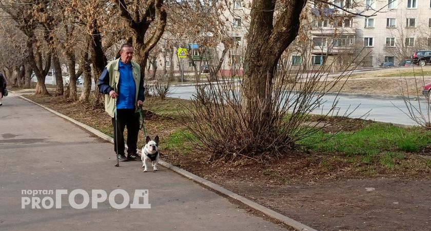 В Кирово-Чепецке скоро появится площадка для выгула собак