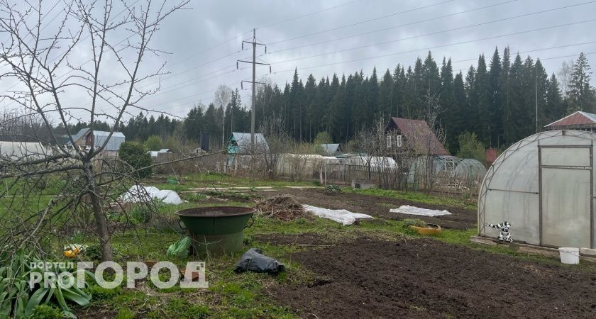 Садоводам запретили выращивать популярное растение: новое правило для дачников