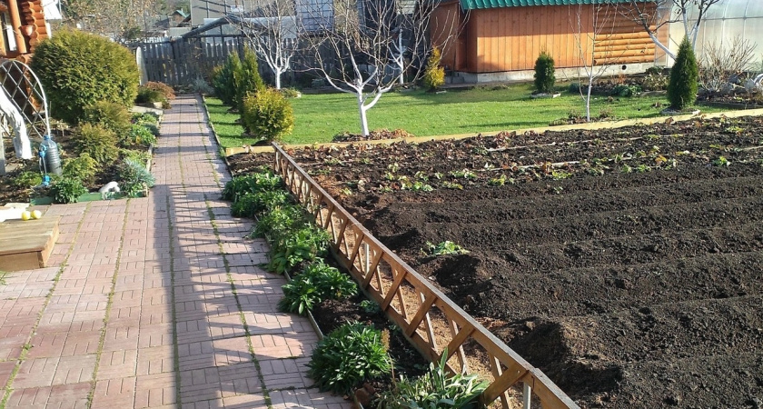 Перестаньте копать землю: почву улучшит простое растение