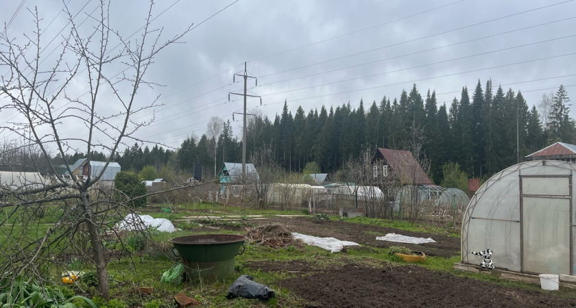 Копать землю больше не нужно: плодородность почвы повысит простое растение