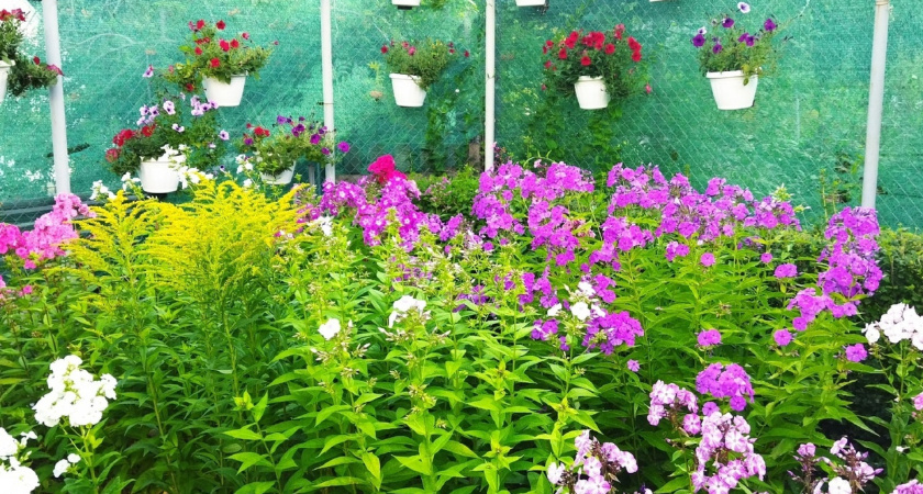 Одно из самых популярных растений у дачников запретили выращивать: новое правило с июня