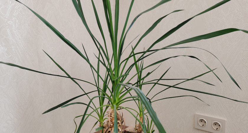 Срочно уберите этот цветок из дома: приносит несчастье, вопреки приметам