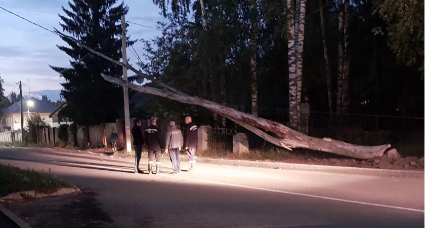В Кирово-Чепецке вновь упало дерево