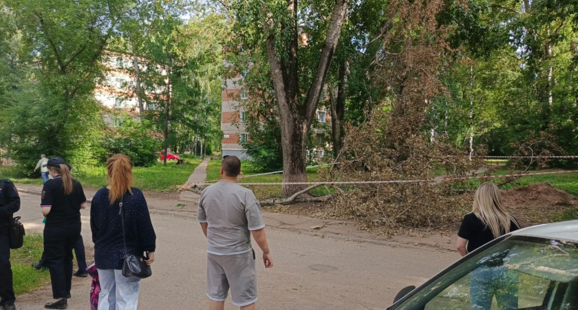 4-летнюю девочку убило веткой: чепчане рассказали о ЧП главному следователю страны