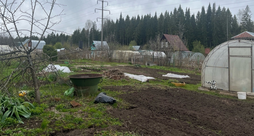 Рожь, горчицу, овес не использую, улучшаю почву иначе: с этим сидератом и "дубовый" грунт станет пушинкой — пора сеять