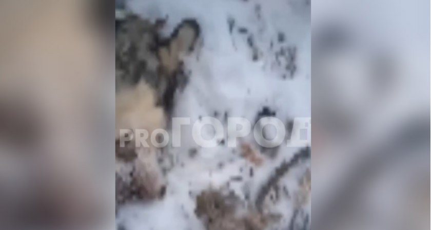 "Кто ответит за смерть собаки?": в Кирово-Чепецке подростки нашли изувеченное тело хаски