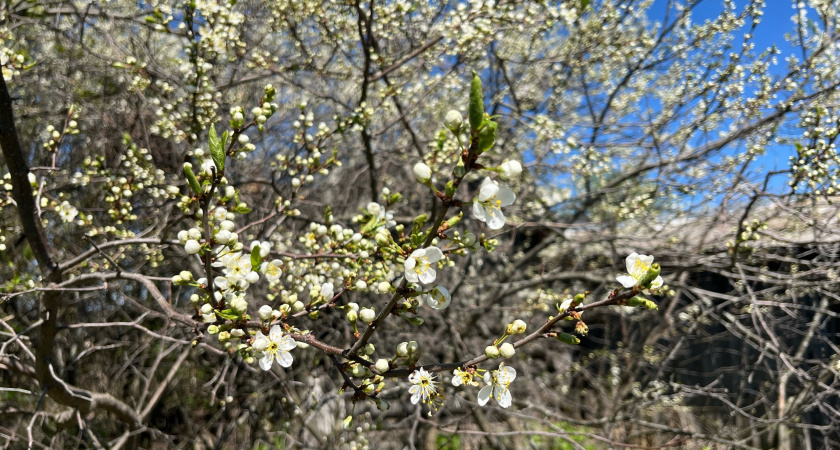 Такой весны на нашем веку еще не было: синоптики озвучили даты наступления аномальной жары