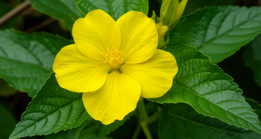 Многолетник редкой красоты и выносливости: обожает тенистые места – настоящая жемчужина сада