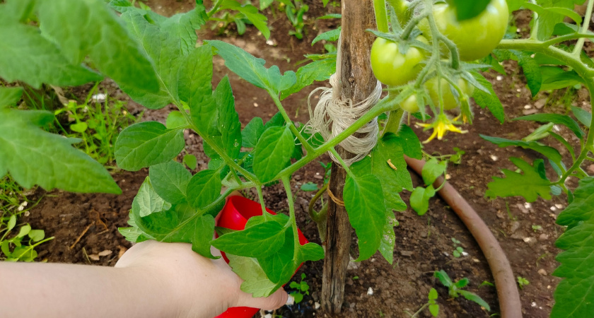 Горячее удобрение из надоедливых сорняков готовим за 3 дня — все посадки быстро идут в бурный рост