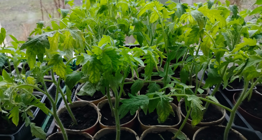 Четко знают в деревнях, чем кормить бледную и слабую рассаду: 2-3 дня, и она уже толстенькая и крепенькая