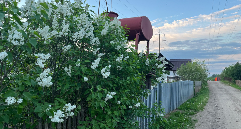В мае обязательно закапываю в огороде тряпку — необычный, но полезный совет от французских фермеров