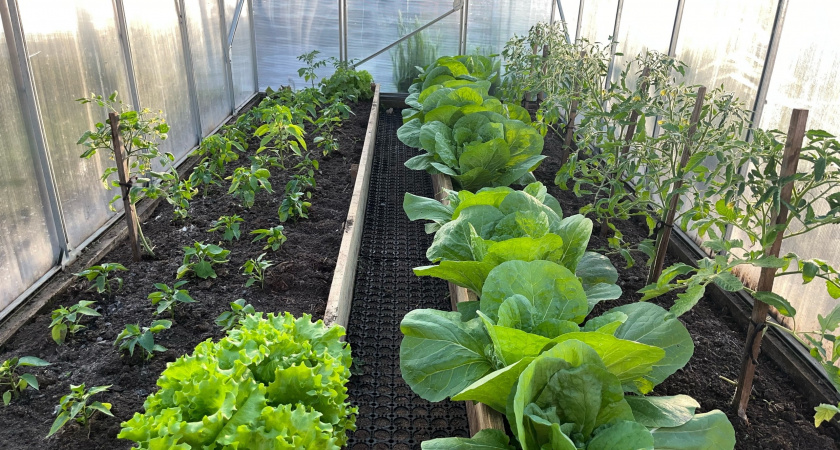 Всё придумано до нас: как избавиться от сорняков на участке способом Менделеева - больше не придётся гнуть спину