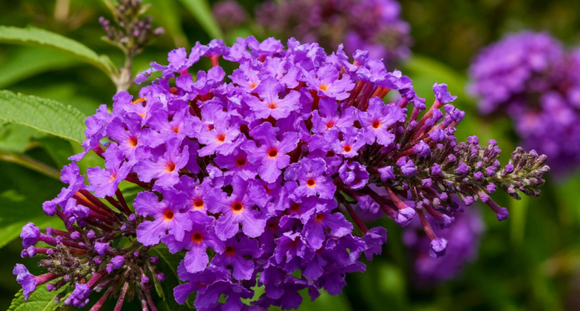 Этот дивный многолетник - суперзвезда в саду: цветет яркими лиловыми гроздьями и пахнет свежим медом на всю округу