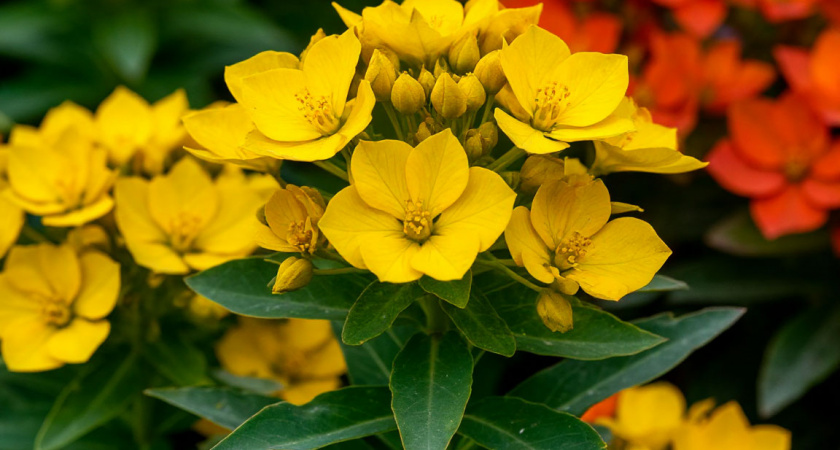 Многолетники редкой красоты без всяких прихотей: растут сами по себе и радуют глаз до самых морозов