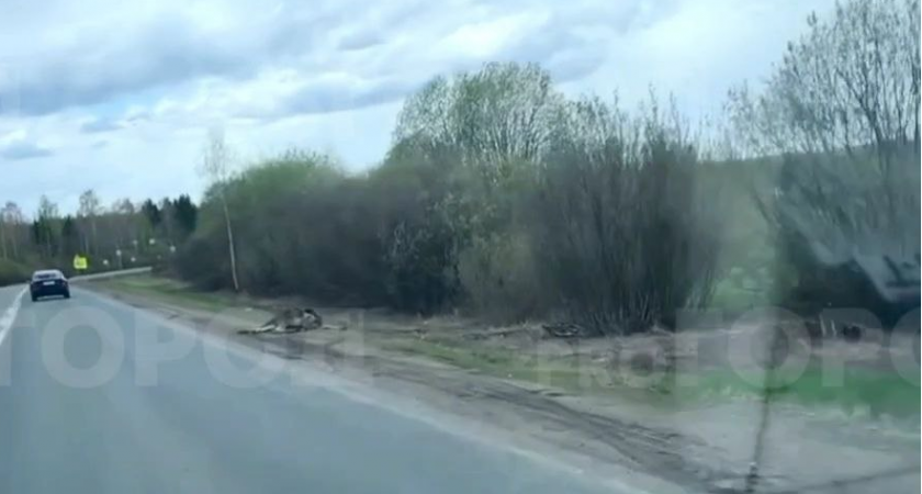 В Кирово-Чепецком районе неизвестный водитель насмерть сбил лося и уехал