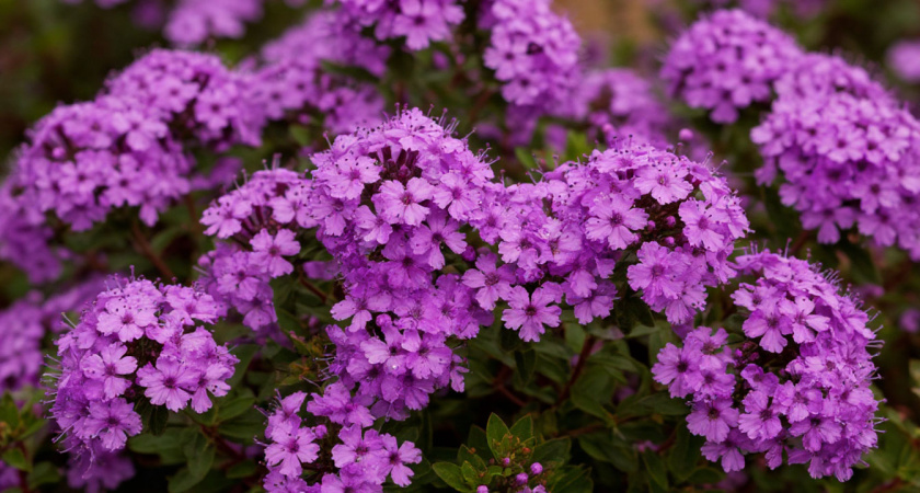 Роскошный лиловый фонтан из ароматных гирлянд весь сезон: неприхотливый кустарник растет даже на самых скудных почвах