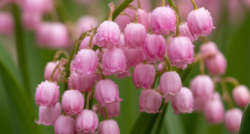 Многолетники удивительной красоты: идеально подойдут для тенистого сада и не потребуют больших усилий в уходе