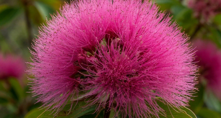 Потрясающе красивый многолетник с необычным и богатым цветением: похож на огромное багровое облако