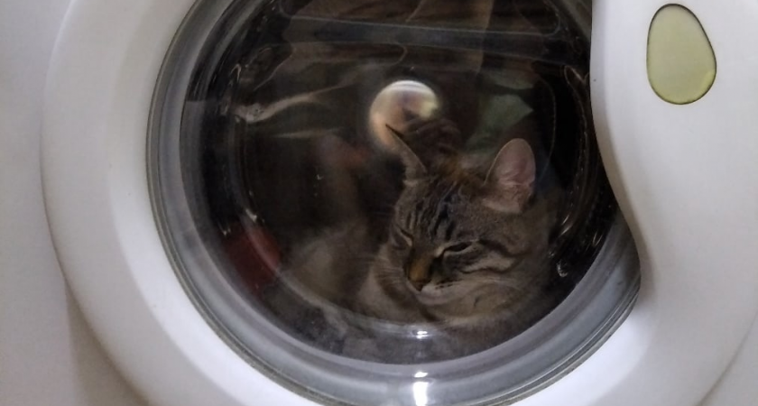 Можно ли оставлять открытой дверцу стиральной машинки - запомните раз и навсегда