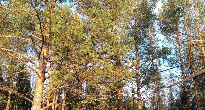 Жара придёт раньше срока: синоптики резко изменили прогноз на лето