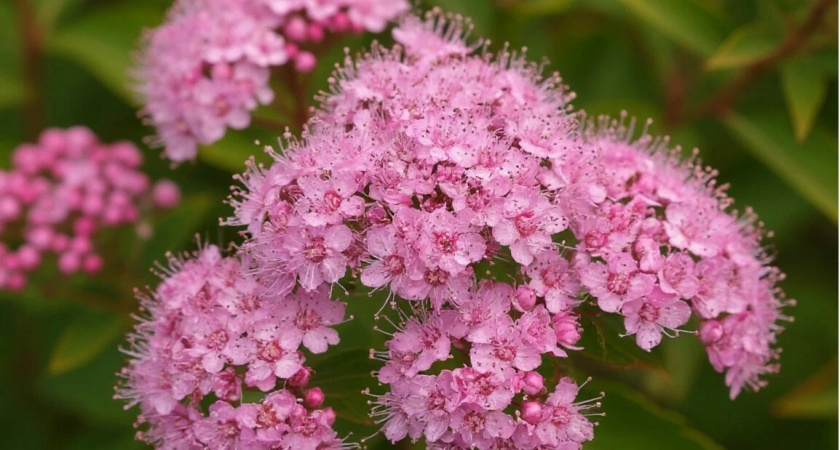 Посадила всего один вид цветущего кустарника - мой сад прекрасен весь сезон