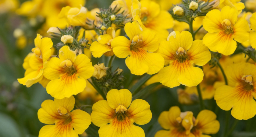 Фантастически красивый многолетник с невероятно обильным цветением до морозов: настоящая находка для цветоводов