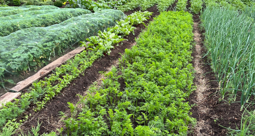 Сорняки завянут все разом: разведите стакан на ведро и полейте вечером - не узнаете свой огород