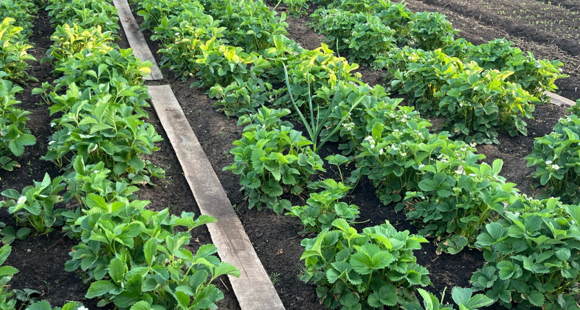 Простой и быстрый метод избавления от сорняков на дорожках — без прополки и химии, жалею, что не узнал об этом раньше