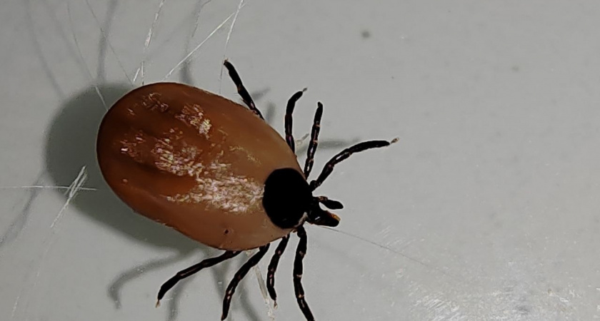 Восемь запахов, от которых клещи бегут с участка, как полоумные: опытный дачник научил избавляться от этих опасных кровососов