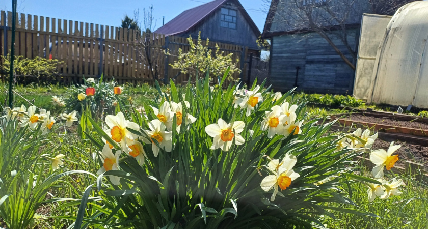 Простое средство против сорняков: залейте вечером, увидите результат утром