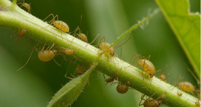Хватит мучаться - всего 20 капель аптечного средства, и о тле можно забыть на целый год: старый агроном поделился хитростью