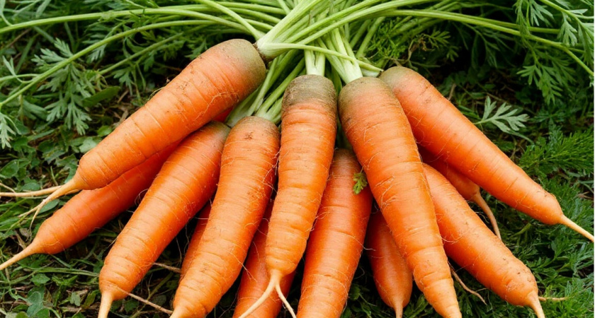 Морковь оказалась слаще конфет после одного странного эксперимента в июне: все сделал по совету старого фермера