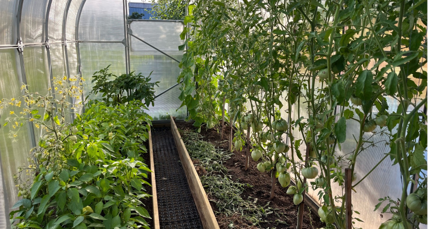 Чтобы томаты завалили урожаем: через 2 недели после высадки добавляем 1,5 ст. ложки на 10 л воды - важная подкормка