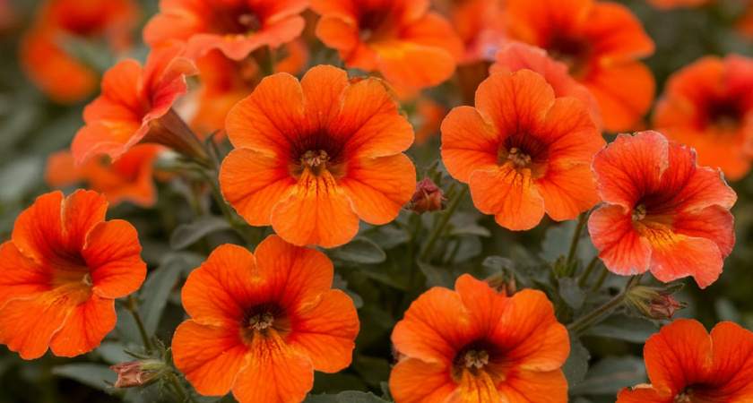 Самый эффектный из всех многолетников: цветет целое лето без остановки, каждую веточку украшает цветная пена лепестков